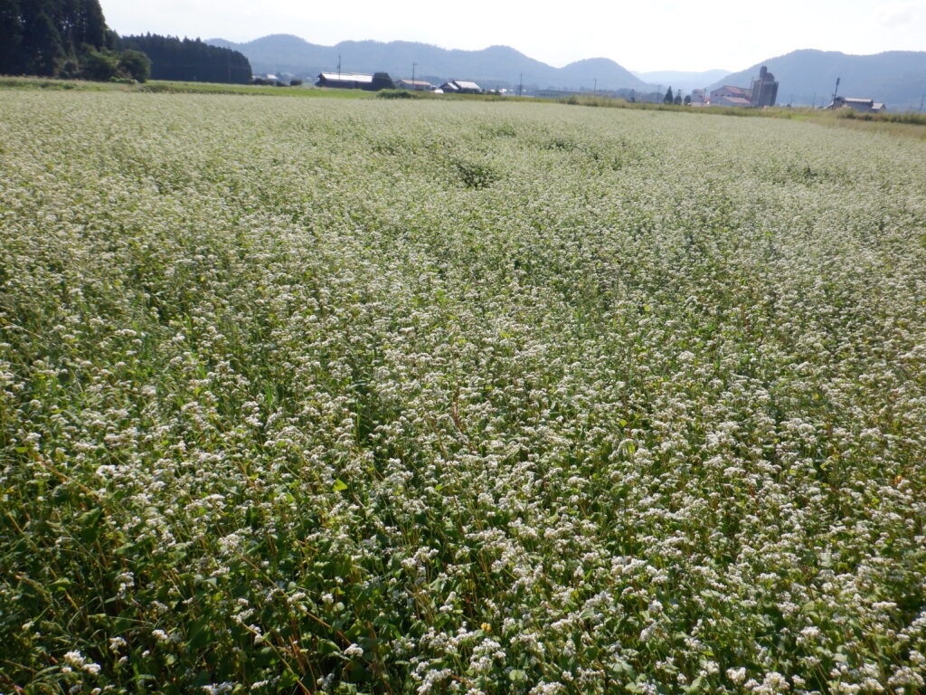 畑一面真っ白　そばの花