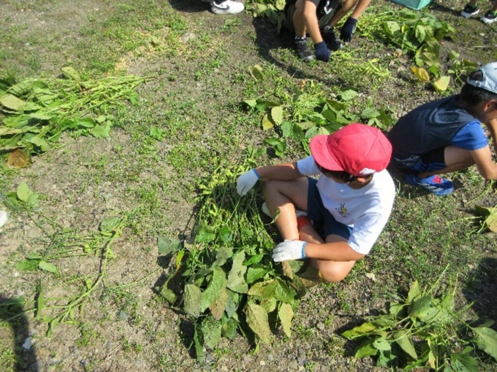 小学生が枝豆の収穫体験！「大きい枝豆 見つけた!」